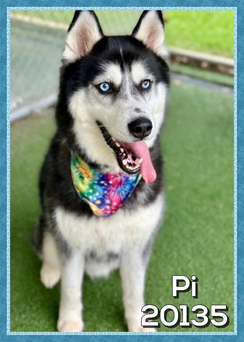 Pi thumbnail 4