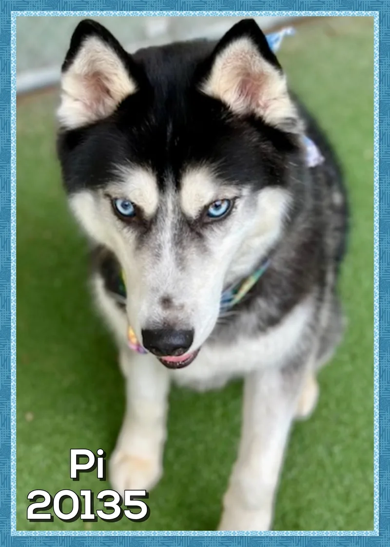 Pi thumbnail 5