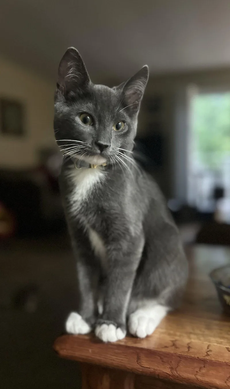 A young medium-sized male Gray & White Domestic Short Hair cat named Hg Litter Leonardo for adoption in Livonia, MI