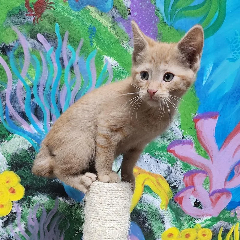 A baby small-sized male Orange / Red Domestic Short Hair cat named Shaggy Rogers for adoption in Dixon, IL
