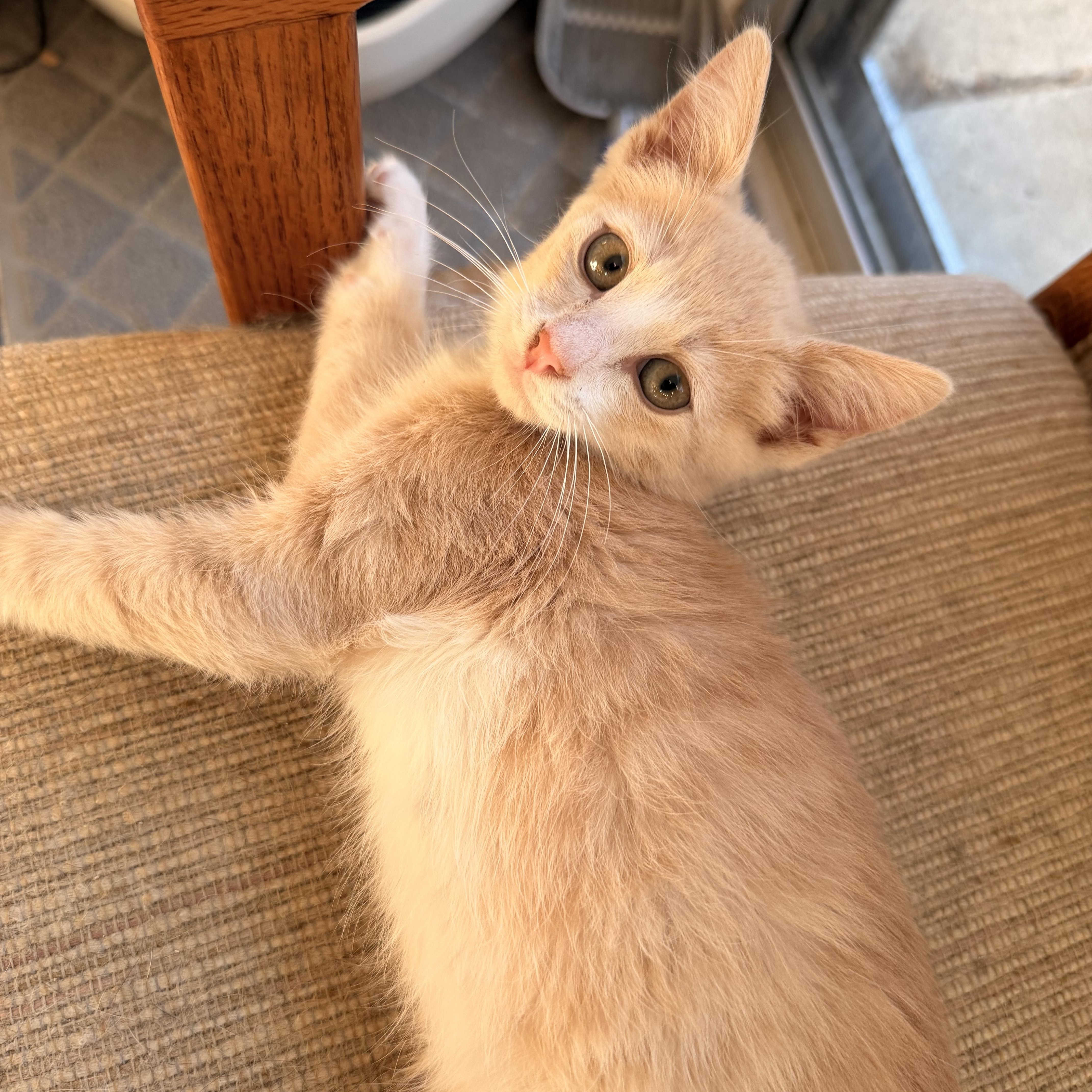A baby medium-sized male Domestic Short Hair cat named Bolillo for adoption in Davis, CA