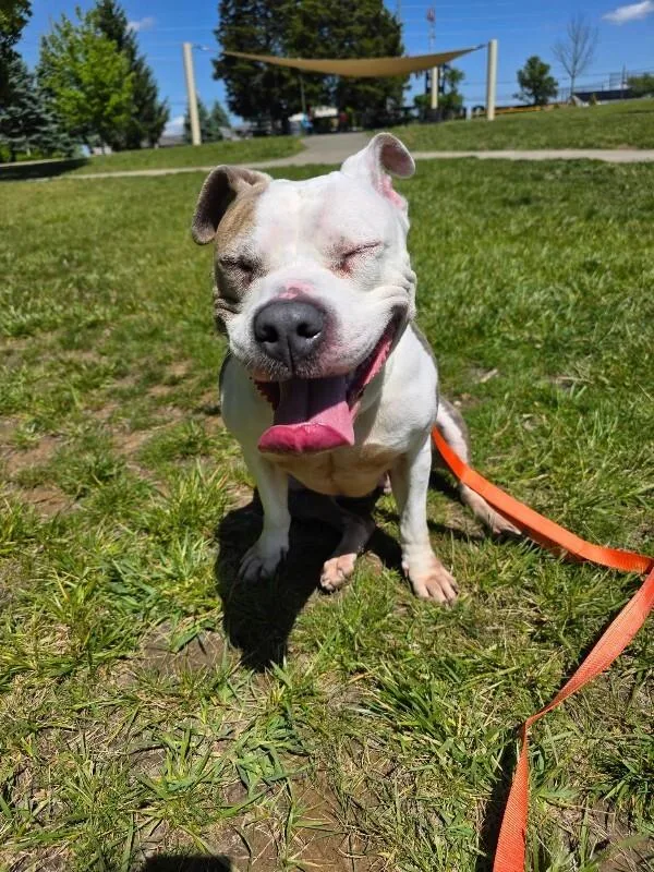 An adult large-sized female Brindle Mixed Breed dog named Shannielle for adoption in Cincinnati, OH