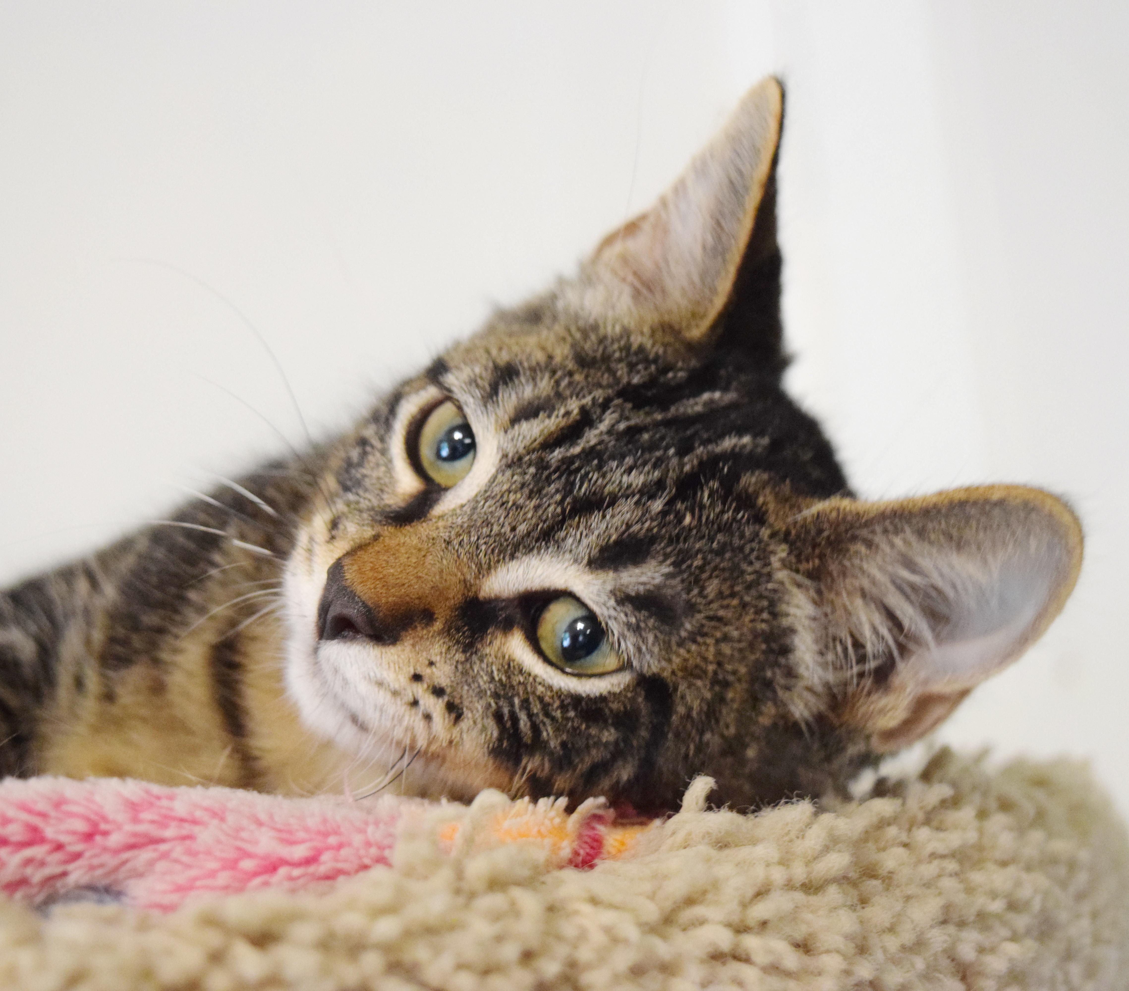 A baby medium-sized female Tabby (Brown / Chocolate) Domestic Short Hair cat named Prada for adoption in Bulverde, TX