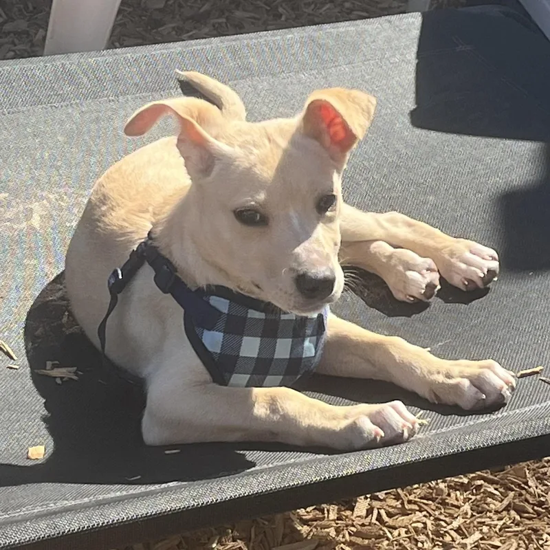 A baby medium-sized female Apricot / Beige Yellow Labrador Retriever dog named Poppy for adoption in Abington, PA