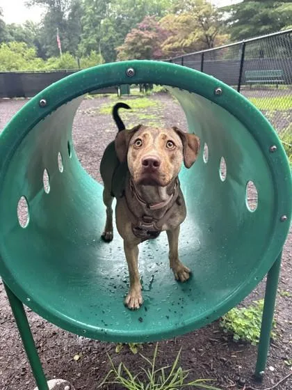 A young medium-sized female Hound dog named Jaimie for adoption in Madison, NJ