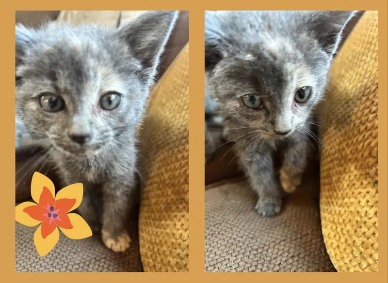 A baby medium-sized female Dilute Calico cat named Callie for adoption in Woodbury, NJ