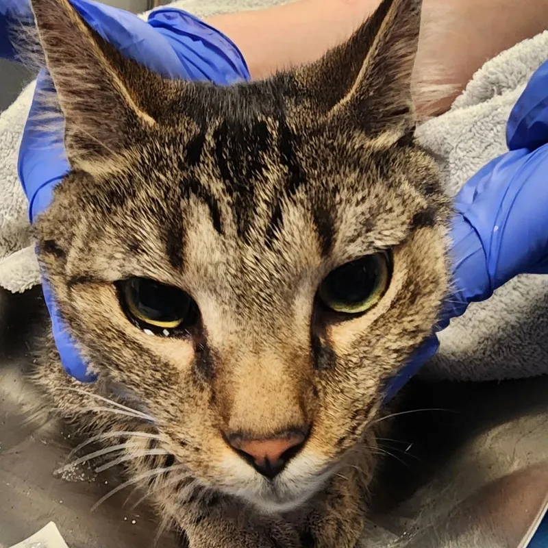 An adult large-sized male Gray / Blue / Silver Domestic Short Hair cat named Max for adoption in Greenville, SC