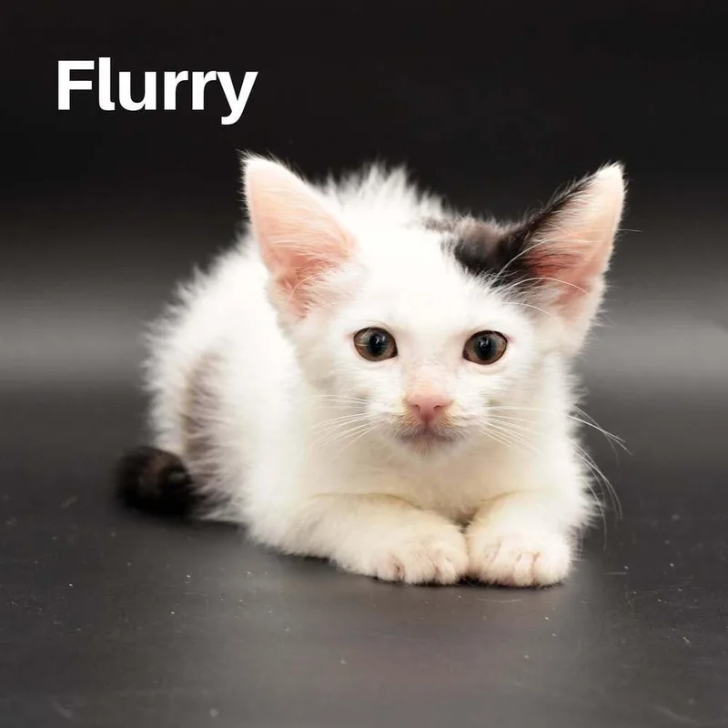 A baby small-sized male Black & White / Tuxedo Domestic Short Hair cat named Flurry for adoption in Chicago, IL