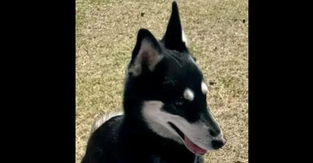 An adult medium-sized male Husky dog named Sterling for adoption in Dallas, TX