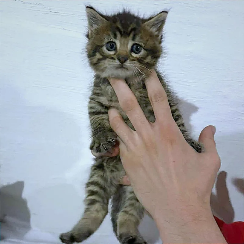 A baby small-sized female Brown / Chocolate Domestic Short Hair cat named Janice for adoption in Hannibal, MO