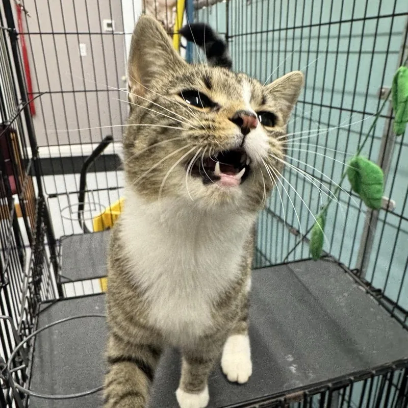 An adult medium-sized female Tabby (Brown / Chocolate) Domestic Short Hair cat named Harvest for adoption in Morris, MN