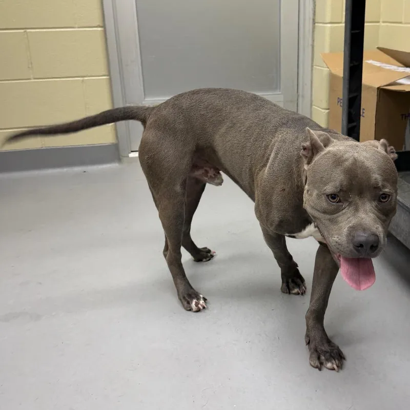 A young medium-sized male Gray / Blue / Silver Mixed Breed dog named StrayFourthAvenue for adoption in Columbus, GA