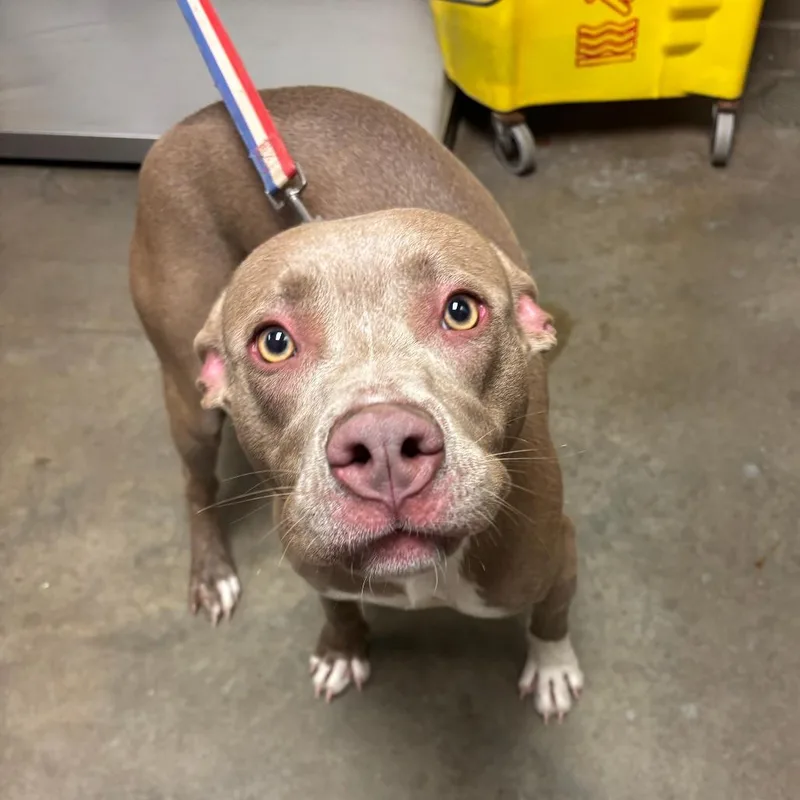 A young small-sized female Yellow / Tan / Blond / Fawn Pit Bull Terrier dog named Violet for adoption in Ottawa, KS