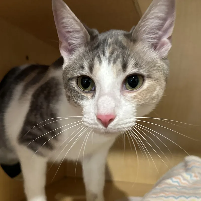 A young large-sized female Calico Domestic Short Hair cat named Bella for adoption in Washington Township, OH