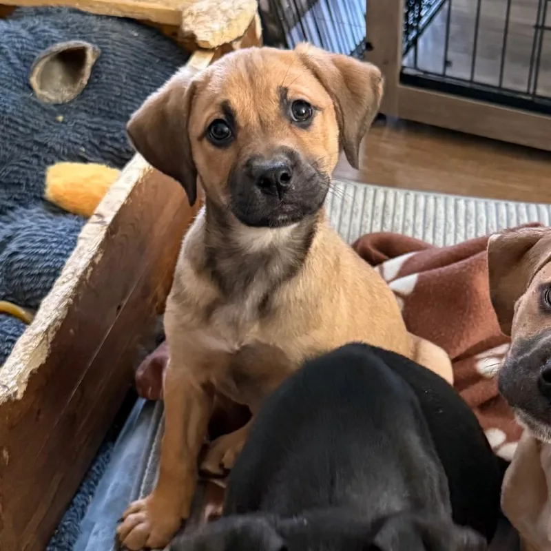 Calamari thumbnail 2