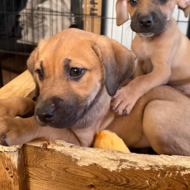 Calamari thumbnail 3