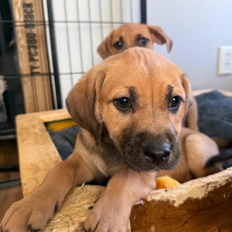 Calamari thumbnail 4