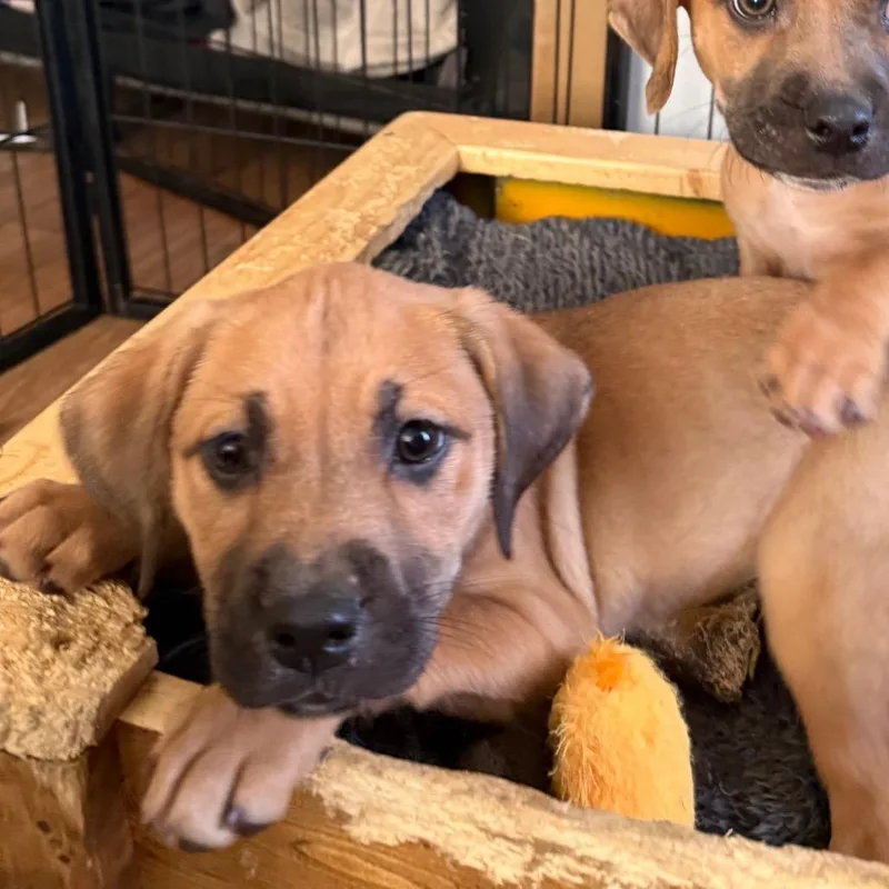 Calamari thumbnail 5