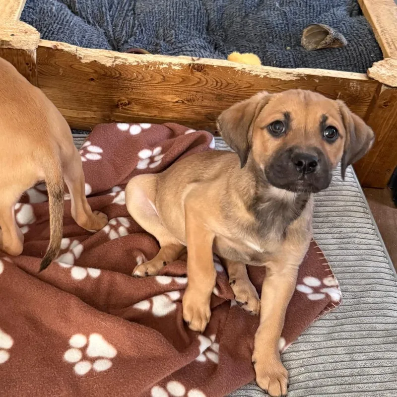 Calamari thumbnail 6