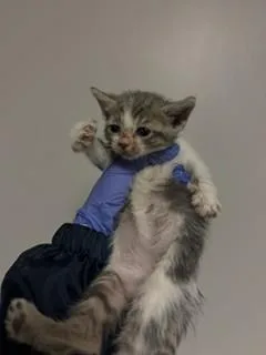 A baby small-sized female Domestic Short Hair cat named Auzana for adoption in Miami, FL