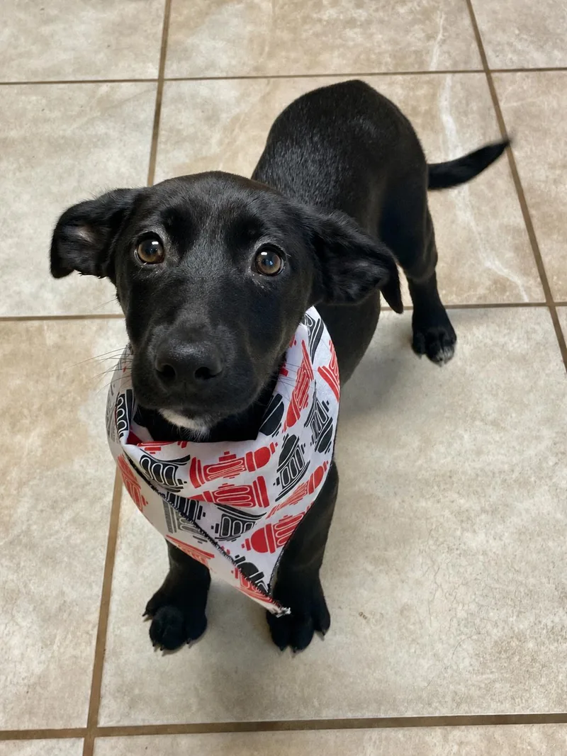 A baby medium-sized female Black Golden Retriever dog named Baa Baa for adoption in Lacon, IL