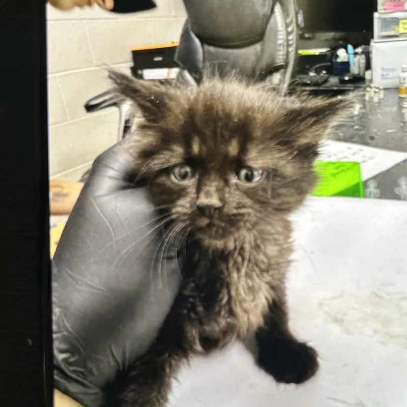 A baby small-sized male Black Domestic Long Hair cat named Theo for adoption in Lufkin, TX