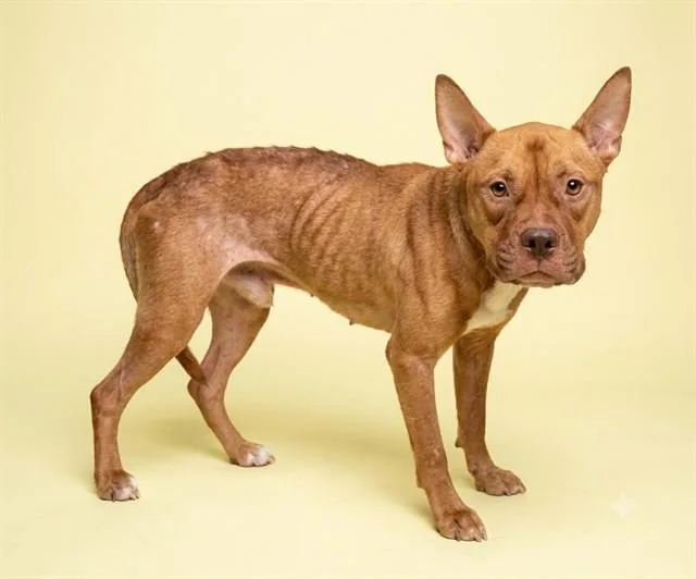 An adult medium-sized male Mixed Breed dog named Cricket for adoption in Jacksonville, FL