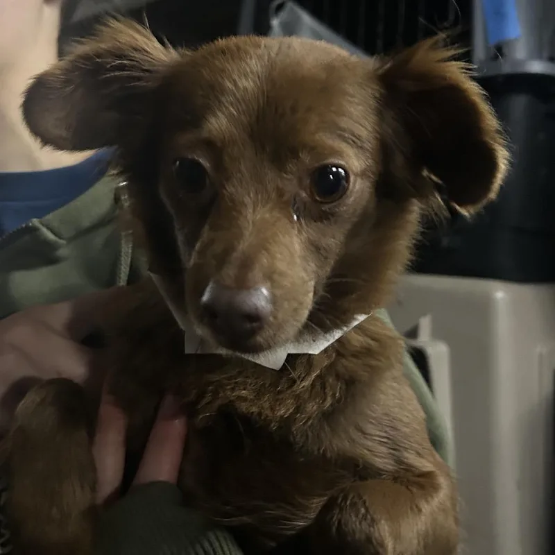 An adult small-sized female Brown / Chocolate Chihuahua dog named Amora for adoption in Point Richmond, CA