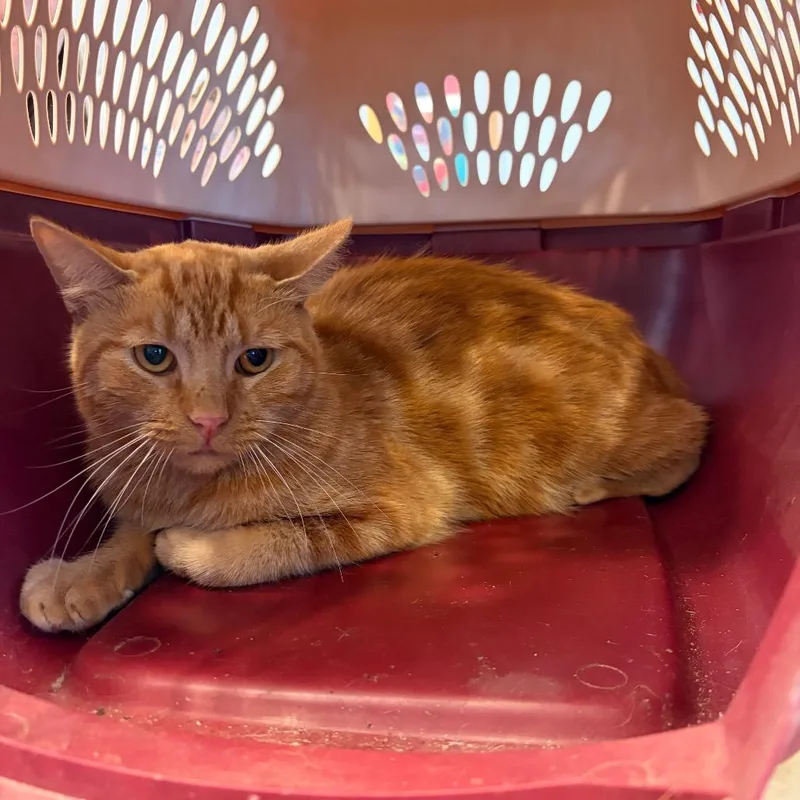 A baby medium-sized male Orange / Red Domestic Short Hair cat named Milo for adoption in Newark, NJ