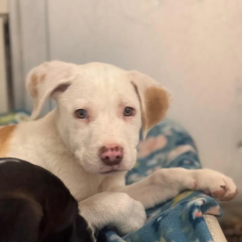 A baby small-sized male Yellow / Tan / Blond / Fawn Hound dog named Pepperoni for adoption in Starkville, MS