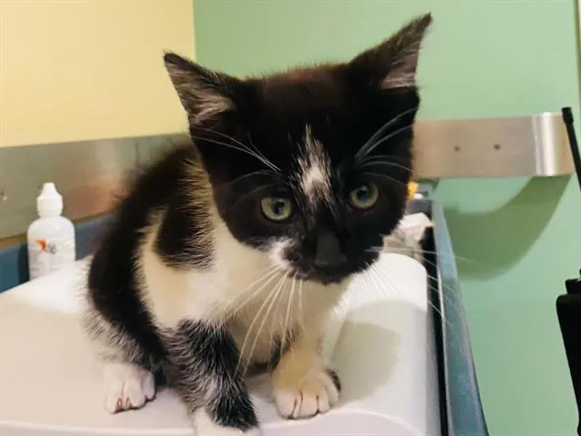 A baby small-sized male Domestic Short Hair cat named Benny for adoption in Tustin, CA