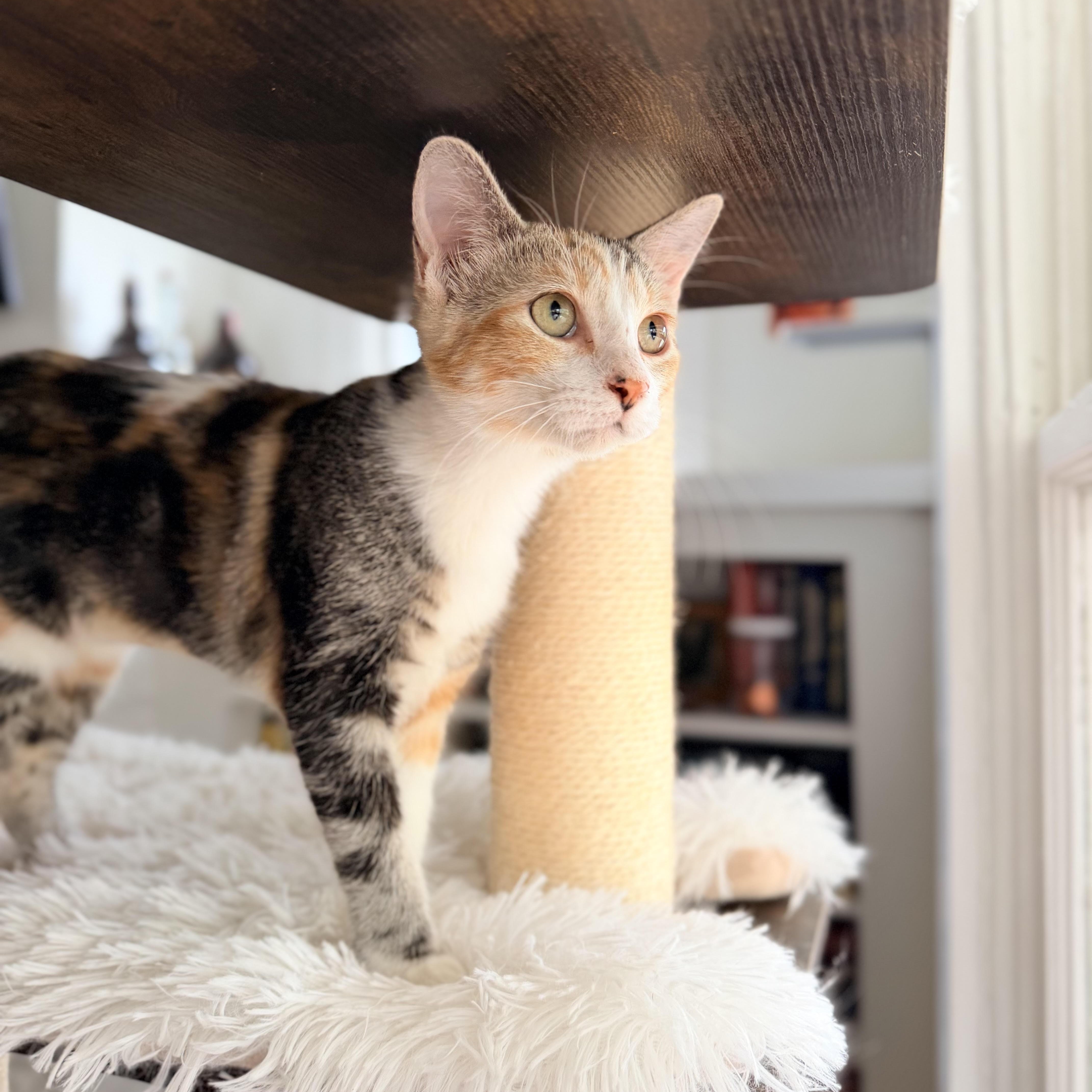 A baby small-sized female Calico Domestic Short Hair cat named Susie for adoption in Fort Worth, TX