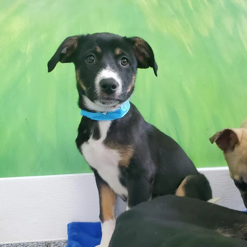 A baby medium-sized female Black Mixed Breed dog named Throttle for adoption in Fredericksburg, VA