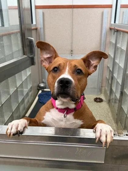An adult large-sized male Pit Bull Terrier dog named Watson for adoption in Washington, DC