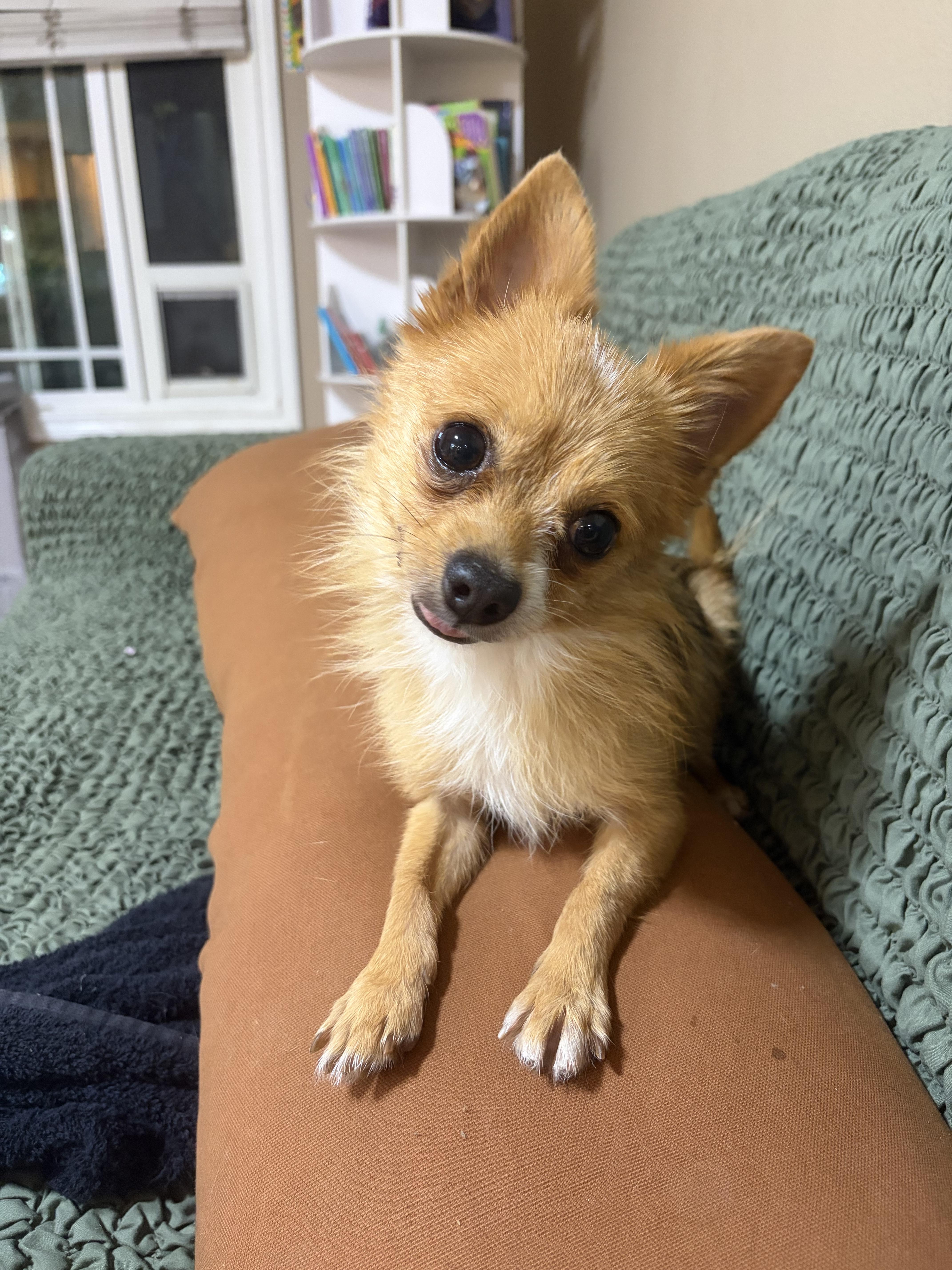 An adult small-sized male Chihuahua dog named Felipe for adoption in Corona, CA