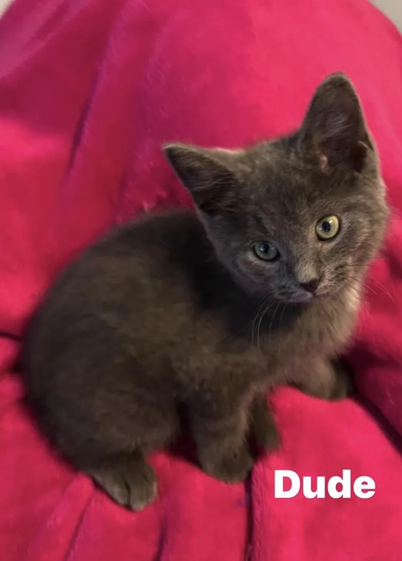 A baby medium-sized male Gray / Blue / Silver Domestic Short Hair cat named Dude for adoption in Murfreesboro, TN