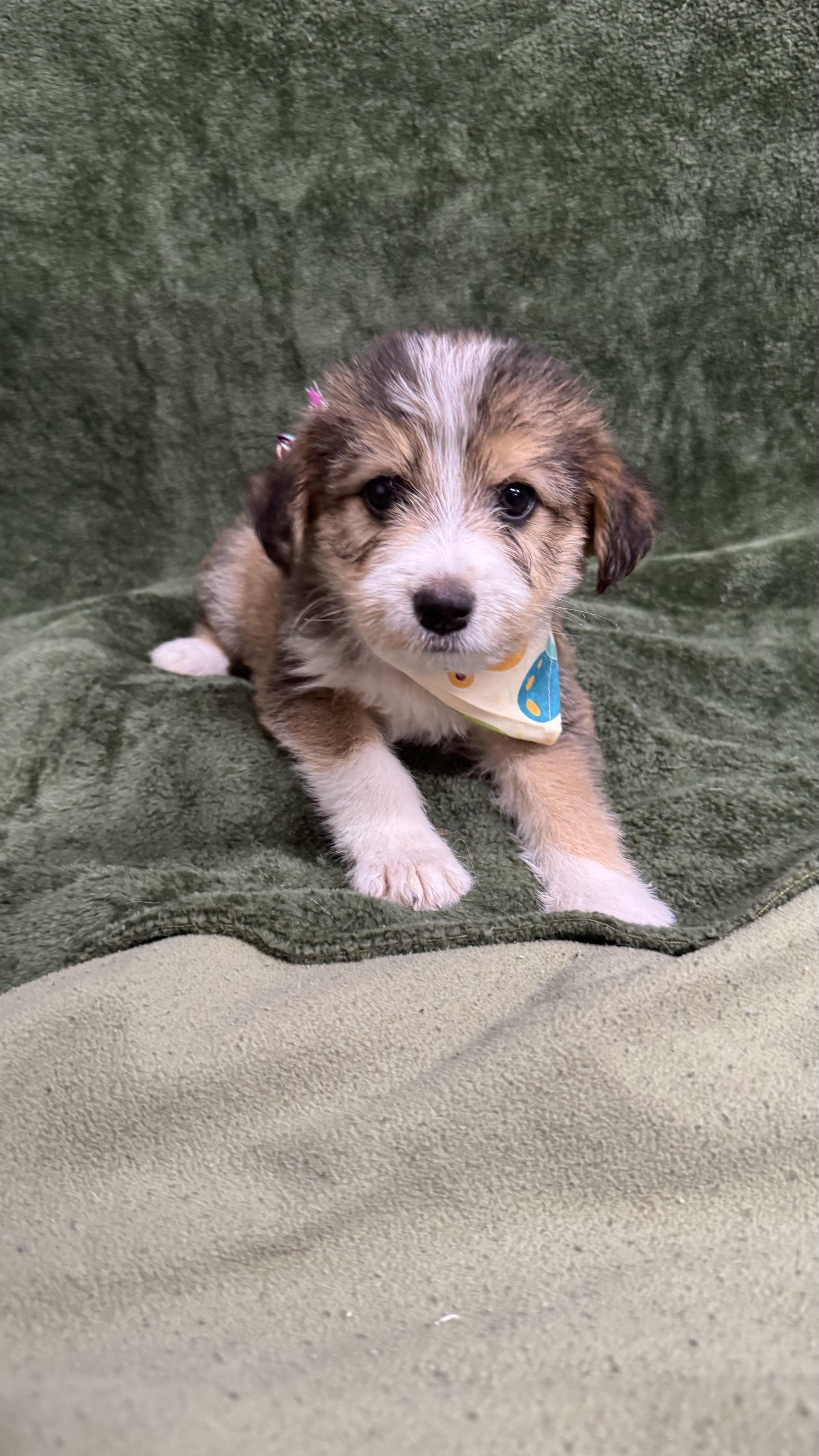 A baby medium-sized female Golden Beagle dog named Sandy for adoption in Knoxville, TN