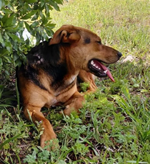 A young medium-sized female Mixed Breed dog named Skittles for adoption in Saint Cloud, FL