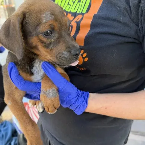 A baby small-sized female Labrador Retriever dog named Cinnamon Broom for adoption in Austin, TX