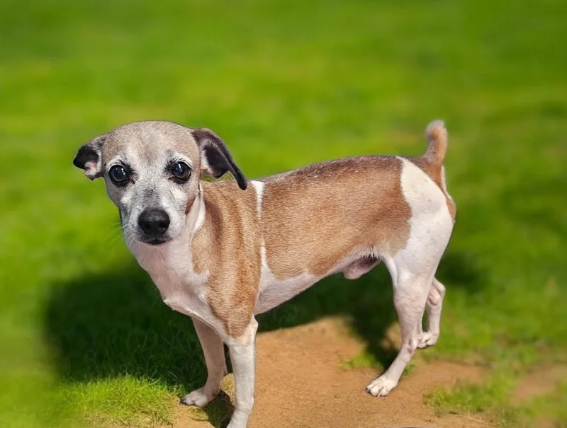 An adult small-sized male Brown / Chocolate Whippet dog named Toast for adoption in Chesnee, SC