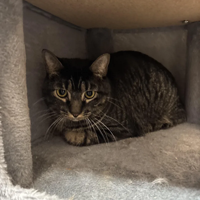 A young extra large-sized male Black Domestic Short Hair cat named Tiny for adoption in Washington, UT