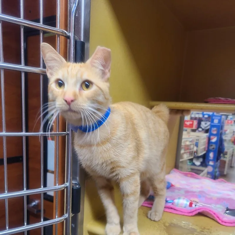 A young medium-sized male Orange / Red Domestic Short Hair cat named Mr Delicious for adoption in Hamburg, NY