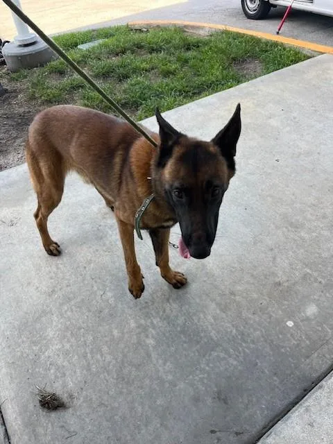 A young large-sized male Belgian Shepherd / Malinois dog named Max for adoption in Miami, FL