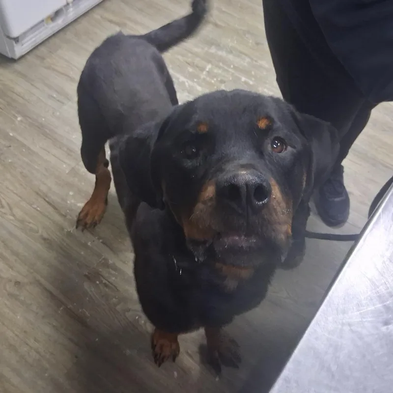 An adult large-sized male Rottweiler dog named Hondo for adoption in Summerville, SC