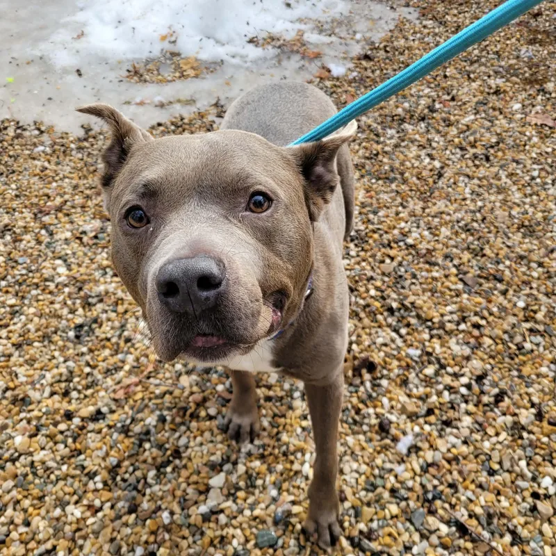 An adult large-sized male Gray / Blue / Silver Pit Bull Terrier dog named Bluey for adoption in Middlebury, CT