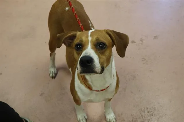 An adult medium-sized female Mixed Breed dog named Kiva for adoption in Columbia, SC