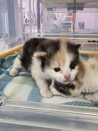 A baby small-sized female White Domestic Medium Hair cat named 60828599 for adoption in El Paso, TX