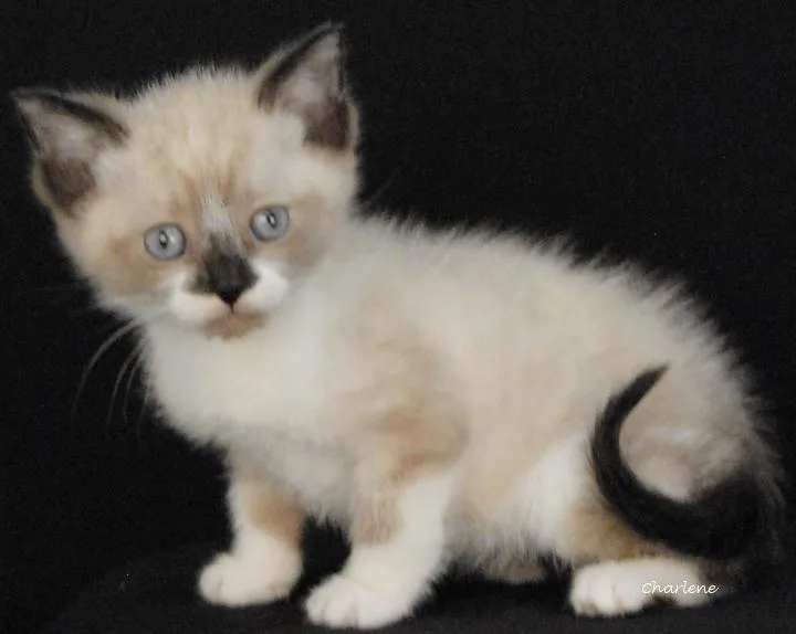 A baby medium-sized male Seal Point Tabby cat named Dune for adoption in Newland, NC
