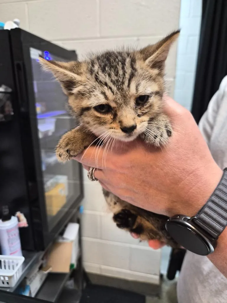 A baby medium-sized male Domestic Short Hair cat named Forklift Certified for adoption in Rome, GA
