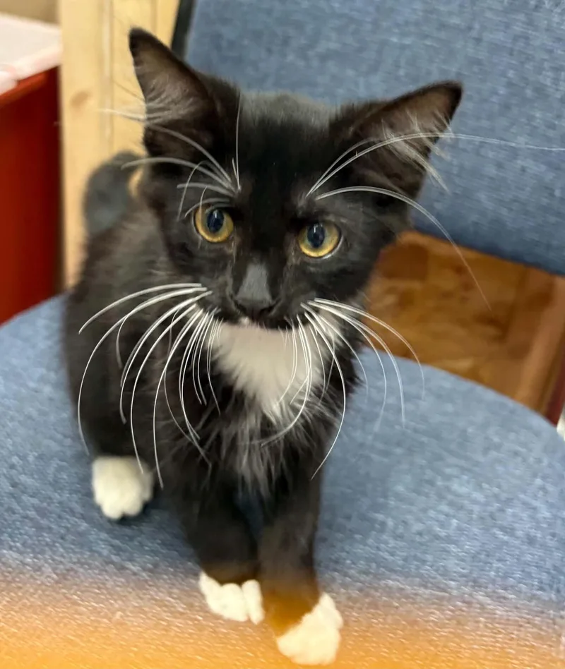 A baby small-sized male Domestic Medium Hair cat named Gatsby for adoption in Mexico, MO